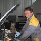 Immagine 4 azienda SANTINATO VITTORIO Veicoli in Mortara PV