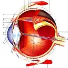 Immagine 6 azienda SANTOCONO DR. MARCELLO OCULISTA Salute in Catania