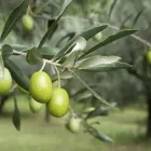 Immagine 6 azienda SAPORD'OLIO Shopping e acquisti in Roma