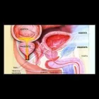 Immagine 3 azienda SCANDURA DR. SEBASTIANO ANDROLOGO Urologo in Catania