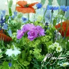 Immagine 1 azienda SCULTURA - FIORIR DI FIORI Wedding planner organizzazione matrimoni in Torino