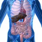 Immagine 2 azienda SEBASTIANO DOTT. SIRINGO GASTROENTEROLOGO ED EPATOLOGO Salute in Catania