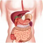 Immagine 6 azienda SEBASTIANO DOTT. SIRINGO GASTROENTEROLOGO ED EPATOLOGO Salute in Catania