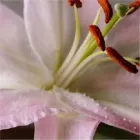 Immagine 2 azienda SERVIZI FUNEBRI CALAFIORE Servizi professionali in Palermo