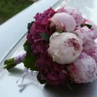 Immagine 3 azienda SETTEDIFIORI Vivaio in Modena