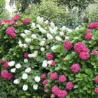 Immagine 1 azienda SOCIETA' AGRICOLA COLOMBINI ULISSE Vivaio in Maranello MO