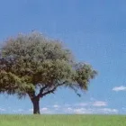Immagine 2 azienda SOCIETA' AGRICOLA VIVAI STANGHERLIN Vivaio in Castello Di Godego TV