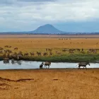 Immagine 2 azienda SPAZIO SAFARI Viaggi e turismo in Milano