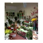 Immagine 1 azienda SPAZIO VERDE Vivaio in Cantù