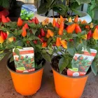 Immagine 2 azienda SPERLINGA FIORI - FIORI A DOMICILIO PALERMO Vivaio in Palermo