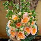 Immagine 3 azienda SPERLINGA FIORI - FIORI A DOMICILIO PALERMO Vivaio in Palermo