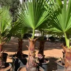 Immagine 5 azienda SPERLINGA FIORI - FIORI A DOMICILIO PALERMO Vivaio in Palermo