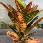 Immagine 7 azienda SPERLINGA FIORI - FIORI A DOMICILIO PALERMO Vivaio in Palermo