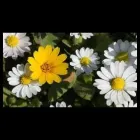 Immagine 8 azienda STUDIO DI PSICOLOGIA CIOTTI E STATI Salute in Ciampino RM