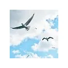 Immagine 2 azienda STUDIO LEGALE COSENZA Servizi professionali in Bologna