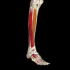 Immagine 1 azienda STUDIO MEDICO SPECIALISTICO DOTT. PENNISI MEDICINA ORTOPEDICA E RIABILITATIVA Shopping e acquisti in Messina