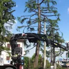 Immagine 1 azienda TARDIVO CAV. GIOVANNI E FIGLI Vivaio in Gaiarine TV