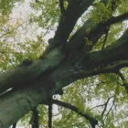 Immagine 3 azienda TARDIVO CAV. GIOVANNI E FIGLI Vivaio in Gaiarine TV