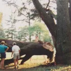 Immagine 7 azienda TARDIVO CAV. GIOVANNI E FIGLI Vivaio in Gaiarine TV
