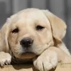 Immagine 5 azienda TENUTA DEL BARONE PENSIONE PER CANI Shopping e acquisti in Fiumicino RM