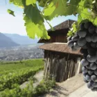 Immagine 7 azienda TENUTA HANS ROTTENSTEINER WEINGUT Negozio di vini in Bolzano