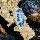 Immagine 1 azienda TERRAQUA Shopping e acquisti in Messina