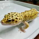 Immagine 2 azienda TERRAQUA Shopping e acquisti in Messina