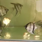 Immagine 5 azienda TERRAQUA Shopping e acquisti in Messina