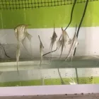 Immagine 6 azienda TERRAQUA Shopping e acquisti in Messina