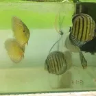 Immagine 8 azienda TERRAQUA Shopping e acquisti in Messina