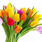 Immagine 3 azienda TINÈ FIORI SIRACUSA Shopping e acquisti in Siracusa