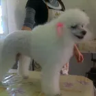 Immagine 1 azienda TOELETTA DOGLANDIA Servizi professionali in Civitavecchia RM