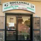 Immagine 5 azienda TOELETTA DOGLANDIA Servizi professionali in Civitavecchia RM