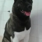 Immagine 7 azienda TOELETTA DOGLANDIA Servizi professionali in Civitavecchia RM