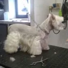 Immagine 8 azienda TOELETTA DOGLANDIA Servizi professionali in Civitavecchia RM