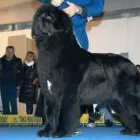 Immagine 1 azienda TOELETTATURA BAU BAU Servizi professionali in Cattolica RN