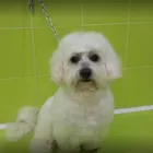 Immagine 1 azienda TOELETTATURA BEAUTIFUL PET Servizi professionali in Ardea RM