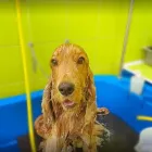 Immagine 2 azienda TOELETTATURA BEAUTIFUL PET Servizi professionali in Ardea RM