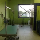 Immagine 8 azienda TOELETTATURA BEAUTIFUL PET Servizi professionali in Ardea RM