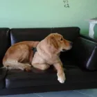 Immagine 6 azienda TOELETTATURA BELLI FRA LE BOLLE Servizi professionali in Ravenna