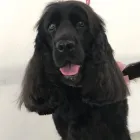 Immagine 1 azienda TOELETTATURA CANDY DOG Shopping e acquisti in Besnate VA