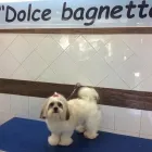 Immagine 4 azienda TOELETTATURA DOLCE BAGNETTO Servizi professionali in Catania