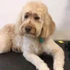 Immagine 1 azienda TOELETTATURA MASSIGNANI Toelettatura di animali domestici in Caldogno VI