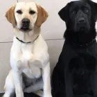 Immagine 3 azienda TOELETTATURA MASSIGNANI Toelettatura di animali domestici in Caldogno VI