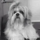 Immagine 4 azienda TOELETTATURA MASSIGNANI Toelettatura di animali domestici in Caldogno VI