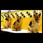 Immagine 1 azienda TOELETTATURA MONDO CANE Toelettatura di animali domestici in Bologna