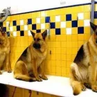 Immagine 4 azienda TOELETTATURA MONDO CANE Toelettatura di animali domestici in Bologna