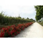 Immagine 2 azienda TOMASI VIVAI Vivaio in Cavrie'