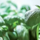 Immagine 5 azienda TOMATOPIU' Shopping e acquisti in Borgosatollo BS