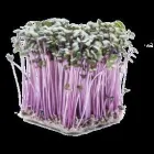 Immagine 7 azienda TOMATOPIU' Shopping e acquisti in Borgosatollo BS